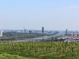 Weinstöcke, dahinter Weitblick auf Donau und Wien