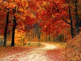 Herbstlicher Wald voller Bäume mit orange- und rotgefärbten Blättern