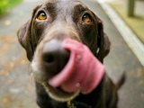 Vegane Ernährung beim Hund – Worauf ihr achten solltet 