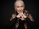 © -- Jane Goodall: Verhaltensforscherin, UN-Friedensbotschafterin & Aktivistin