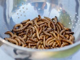 Mehlwurmpulver in Brot? 
