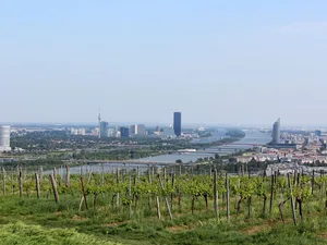 Weinstöcke, dahinter Weitblick auf Donau und Wien