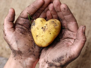 © -- 11 Milliarden - Die weltweiten Folgen unserer Gier nach Fleisch