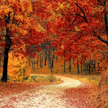 Herbstlicher Wald voller Bäume mit orange- und rotgefärbten Blättern