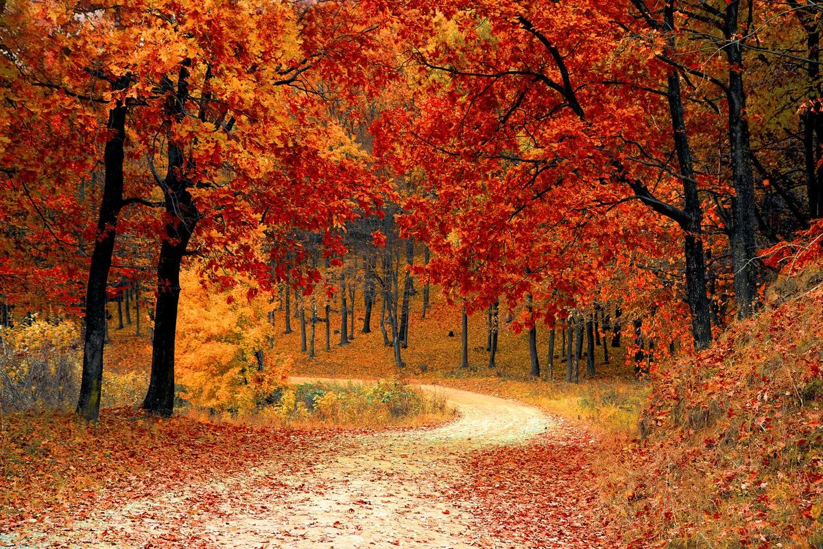 Herbstlicher Wald voller Bäume mit orange- und rotgefärbten Blättern