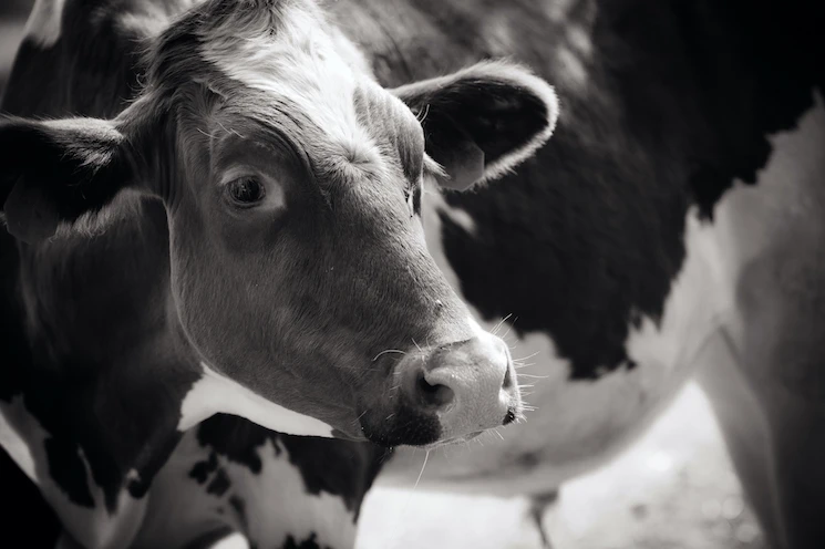01_quelle_jo-anne_mcarthur_we_animals.jpg