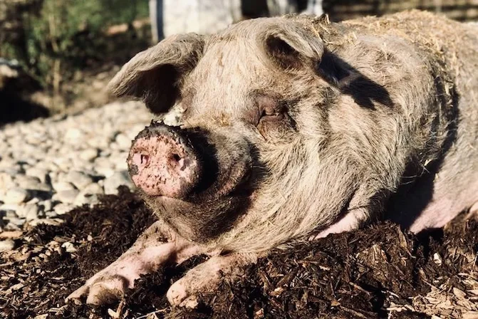 03_pfotenhilfe_schwein_enrico.jpg