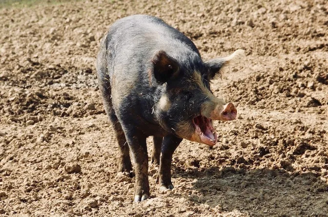 04_ferkelfroh_schwein_georgia.jpg