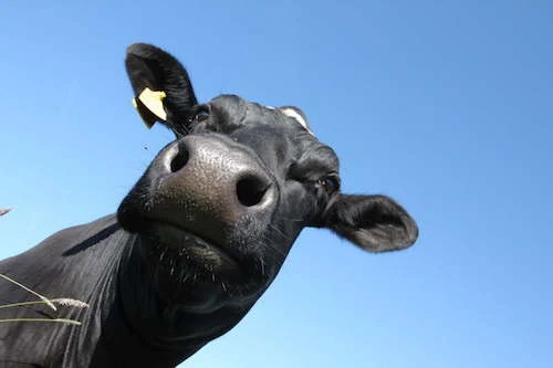 11-frieda-portrait.jpg
