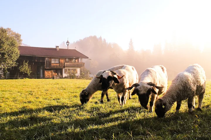 11_naturschutzhof_going.jpg