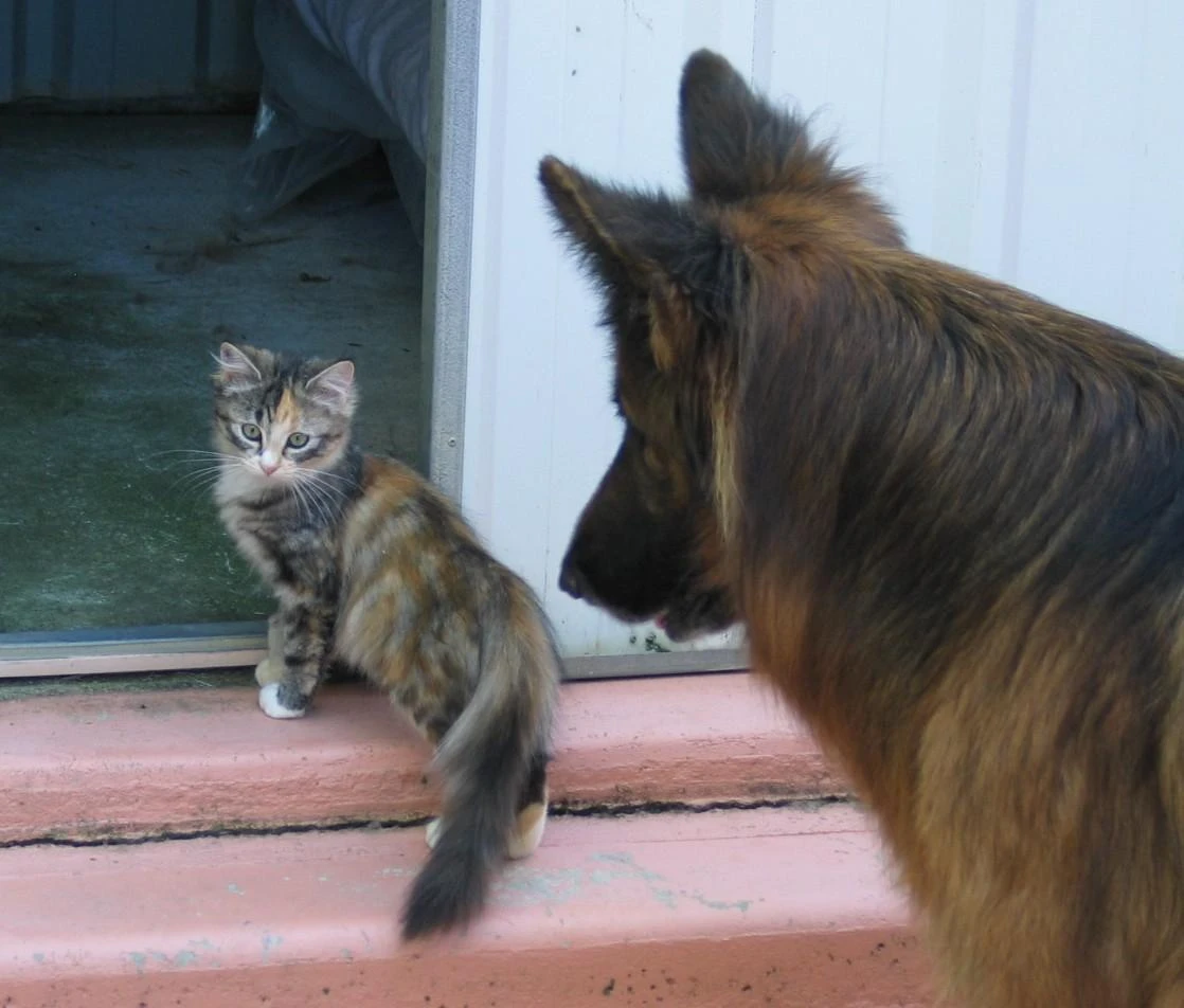 Hund und Katze