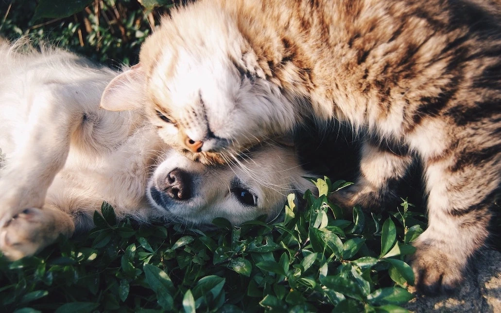 blutspende_katze_hund_0.jpg