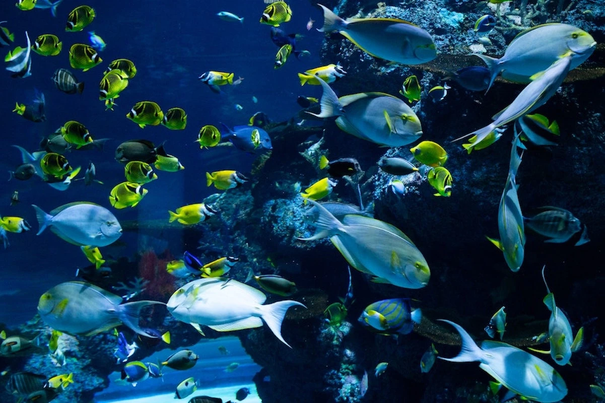 fische_1_0.jpg