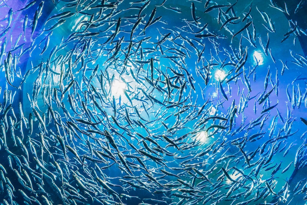 fische_2_0.jpg