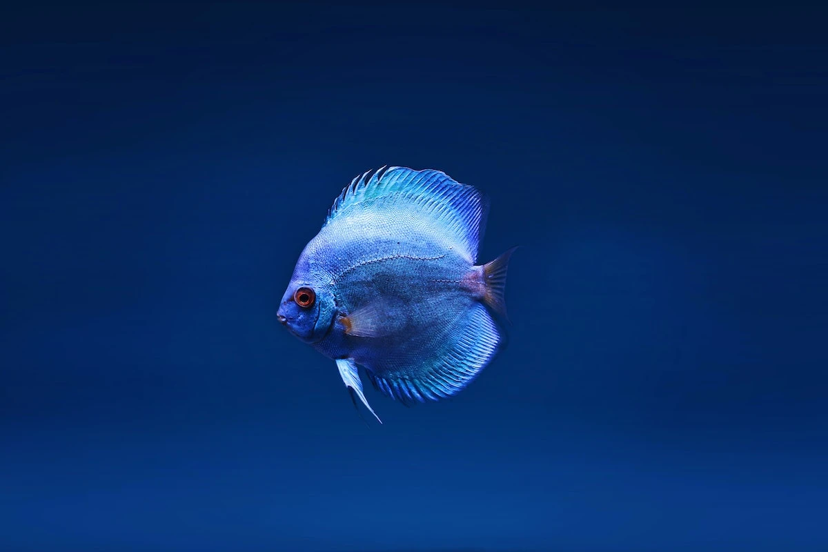 fische_3.jpg
