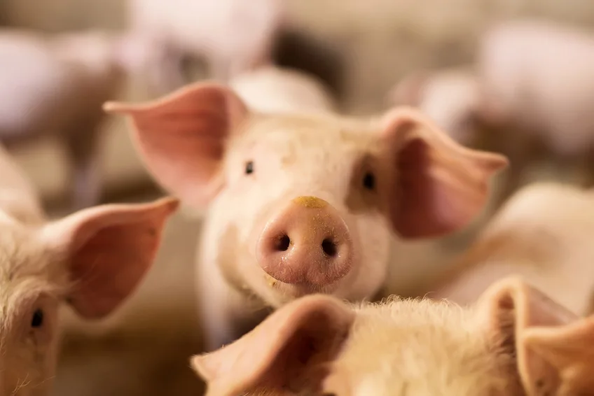 Für den menschlichen Nutzen missbraucht - Die Haltung von Kuh, Schwein, Huhn und Co