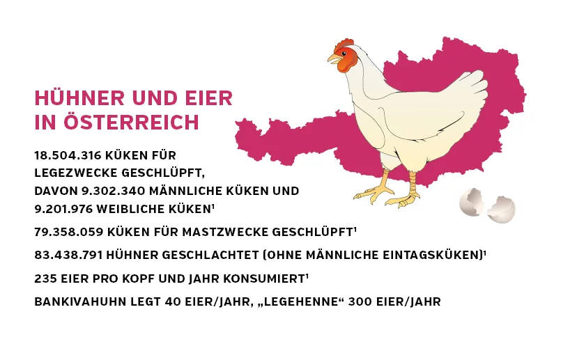 huehner_in_oesterreich_alleine.jpg