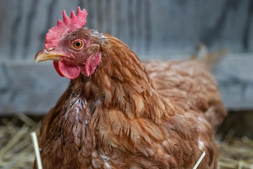 huhn_weanimals.jpg