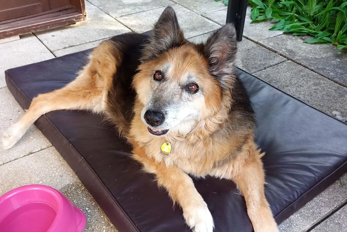 hunde_phoenix.jpg