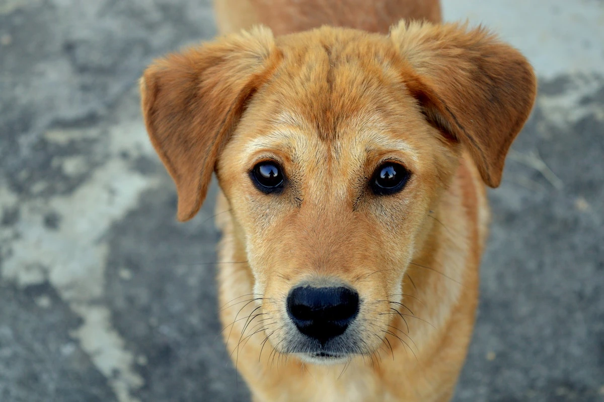 image_hund_0.jpg