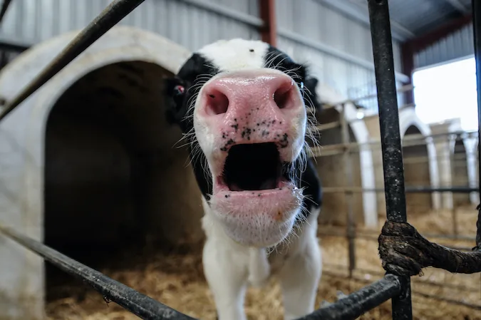 kalb_jo-anne_mcarthur_animal_equality_0_0.jpg