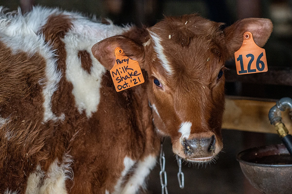 kalb_jo-anne_mcarthurwe_animals_media.jpg