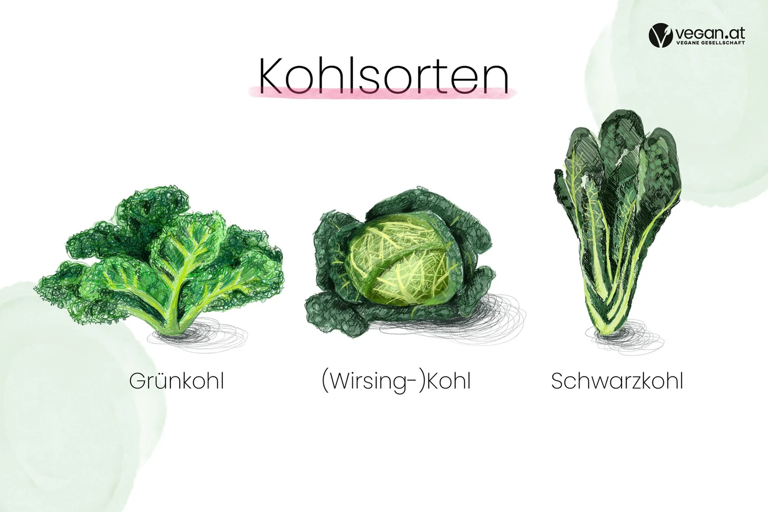 kohlsorten_k.jpg