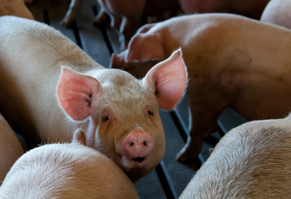 How not to pan(dem)ic - Warum Tofu nie eine Pandemie auslösen wird, der Schweinebraten aber schon