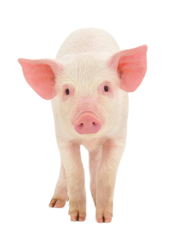 schwein.jpg