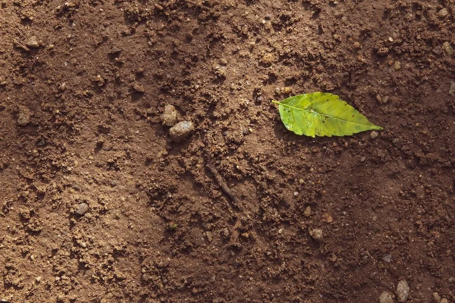 vegan_gardening_erde.jpg