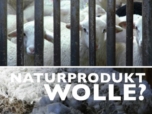 Faltblatt zum Thema Wolle, Din A5